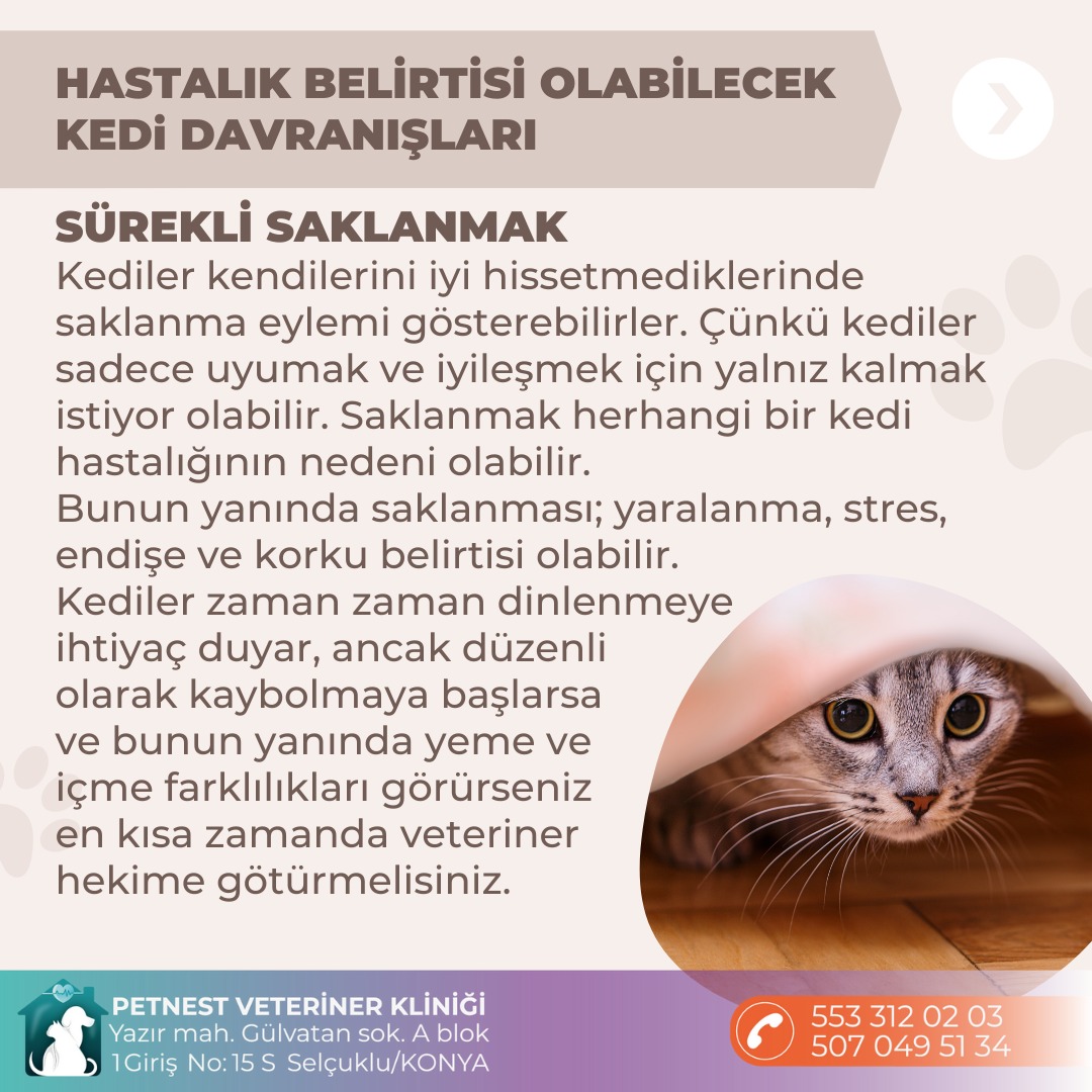 HASTALIK BELİRTİSİ OLABİLECEK KEDİ DAVRANIŞLARI